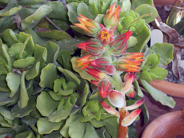 Эхеверия подушковидная (Echeveria pulvinata)