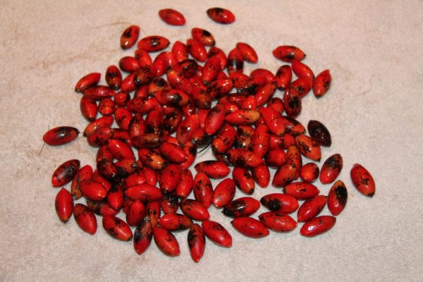 Красные семена, похожие на шиповник или инжир.